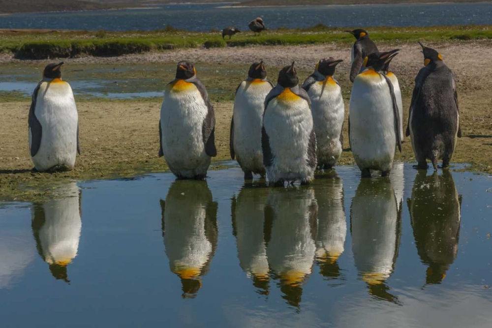East Falkland King penguins reflecting in water